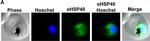 Rabbit IgG (H+L) Cross-Adsorbed Secondary Antibody in Immunocytochemistry (ICC/IF)