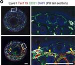 Rat IgG (H+L) Cross-Adsorbed Secondary Antibody in Immunohistochemistry (IHC)