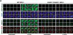 Mouse IgG (H+L) Cross-Adsorbed Secondary Antibody in Immunocytochemistry (ICC/IF)