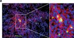 Rat IgG (H+L) Cross-Adsorbed Secondary Antibody in Immunohistochemistry (Paraffin) (IHC (P))