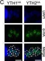 Rat IgG (H+L) Cross-Adsorbed Secondary Antibody in Immunocytochemistry (ICC/IF)