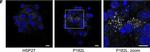 Mouse IgG (H+L) Cross-Adsorbed Secondary Antibody in Immunocytochemistry (ICC/IF)