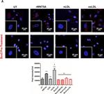 Mouse IgG (H+L) Cross-Adsorbed Secondary Antibody in Immunocytochemistry (ICC/IF)