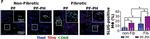 Mouse IgG (H+L) Cross-Adsorbed Secondary Antibody in Immunohistochemistry (Paraffin) (IHC (P))