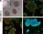 Mouse IgG (H+L) Cross-Adsorbed Secondary Antibody in Immunocytochemistry (ICC/IF)