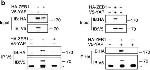 Mouse IgG (H+L) Secondary Antibody in Western Blot (WB)