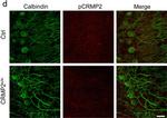 Rabbit IgG (H+L) Cross-Adsorbed Secondary Antibody in Immunohistochemistry (PFA fixed) (IHC (PFA))