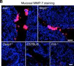 Rabbit IgG (H+L) Cross-Adsorbed Secondary Antibody in Immunohistochemistry (Frozen) (IHC (F))