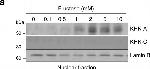 Rabbit IgG (H+L) Cross-Adsorbed Secondary Antibody in Western Blot (WB)