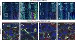 Rat IgG (H+L) Cross-Adsorbed Secondary Antibody in Immunohistochemistry (IHC)