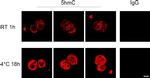 Rabbit IgG (H+L) Highly Cross-Adsorbed Secondary Antibody in Immunohistochemistry (IHC)