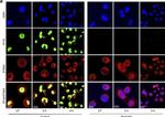 Mouse IgG (H+L) Cross-Adsorbed Secondary Antibody in Immunocytochemistry (ICC/IF)