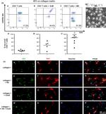 CD3e Antibody in Flow Cytometry (Flow)