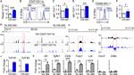 CD27 Antibody in Flow Cytometry (Flow)