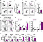 NK1.1 Antibody in Flow Cytometry (Flow)