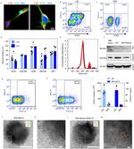 CD90 (Thy-1) Antibody in Flow Cytometry (Flow)