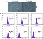 CD90 (Thy-1) Antibody in Flow Cytometry (Flow)