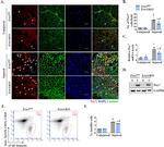 Ly-6A/E (Sca-1) Antibody in Flow Cytometry (Flow)