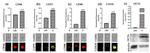 CD44 Antibody in Flow Cytometry (Flow)