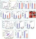 CD44 Antibody in Flow Cytometry (Flow)