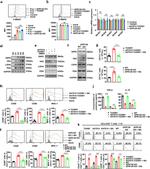 CD69 Antibody in Flow Cytometry (Flow)