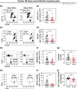 CD45 Antibody in Flow Cytometry (Flow)