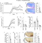 IL-17A Antibody in Flow Cytometry (Flow)