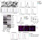 CD56 (NCAM) Antibody in Flow Cytometry (Flow)