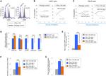 CD107a (LAMP-1) Antibody in Flow Cytometry (Flow)