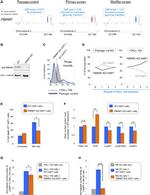 CD107a (LAMP-1) Antibody in Flow Cytometry (Flow)