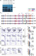 CD69 Antibody in Flow Cytometry (Flow)