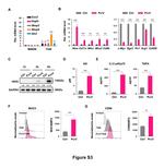 CD86 (B7-2) Antibody in Flow Cytometry (Flow)