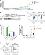 Arginase 1 Antibody in Flow Cytometry (Flow)