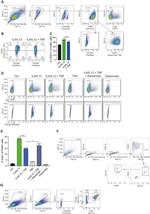 Arginase 1 Antibody in Flow Cytometry (Flow)