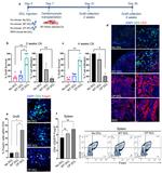 FOXP3 Antibody in Immunohistochemistry (IHC)