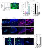 FOXP3 Antibody in Immunohistochemistry (IHC)