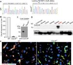 F4/80 Antibody in Immunohistochemistry (Paraffin) (IHC (P))