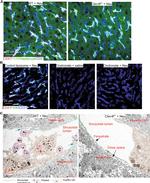 F4/80 Antibody in Immunocytochemistry (ICC/IF)