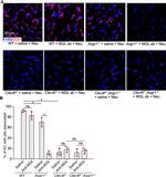 F4/80 Antibody in Immunocytochemistry (ICC/IF)