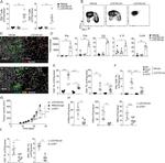 IFN gamma Antibody in Flow Cytometry (Flow)