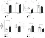 FOXP3 Antibody in Flow Cytometry (Flow)