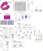 Gata-3 Antibody in Flow Cytometry (Flow)