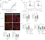 IL-17A Antibody in Immunohistochemistry, Flow Cytometry (IHC, Flow)