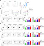 IFN gamma Antibody in Flow Cytometry (Flow)