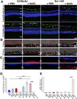 GFAP Antibody in Immunohistochemistry (IHC)