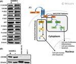 STAT3 Antibody in Western Blot (WB)