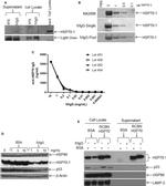 HSP70 Antibody in Western Blot (WB)