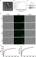 CD63 Antibody in Western Blot (WB)