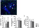 Phospho-Histone H2A.X (Ser139) Antibody in Immunocytochemistry (ICC/IF)