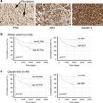 IFN beta Antibody in Immunohistochemistry (IHC)